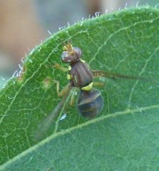 Bactrocera tryoni