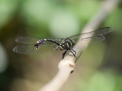 Phyllogomphus annulus