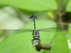 Phyllogomphus annulus