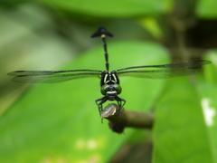 Phyllogomphus annulus