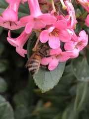 Apis mellifera