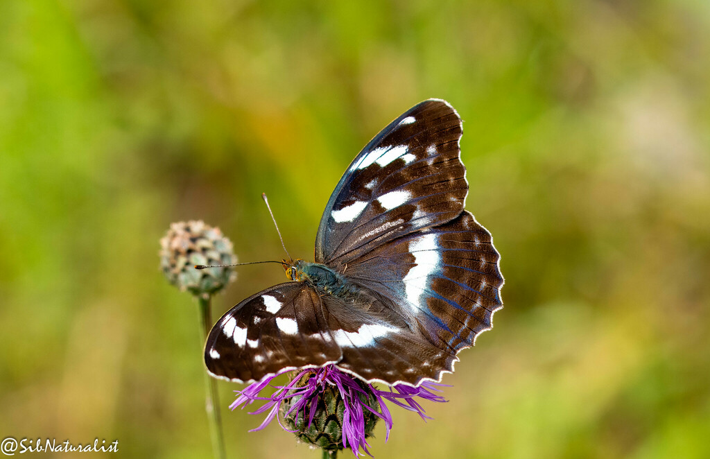 Sagana Fritillary