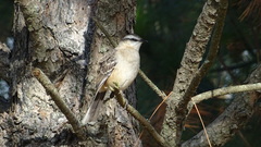 Mimus saturninus