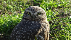 Athene cunicularia