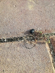 Scarabaeinae