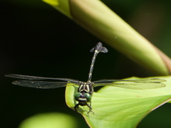 Phyllogomphus annulus