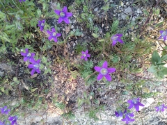 Campanula semisecta