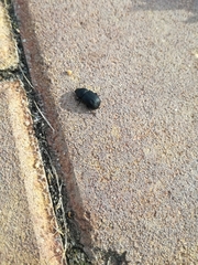 Scarabaeinae