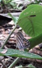 Chloreuptychia chlorimene