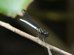 Chlorocypha aphrodite