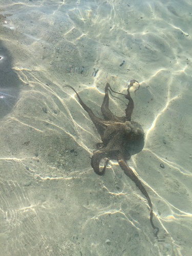 Common octopus