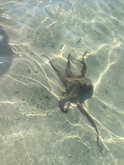 Common octopus