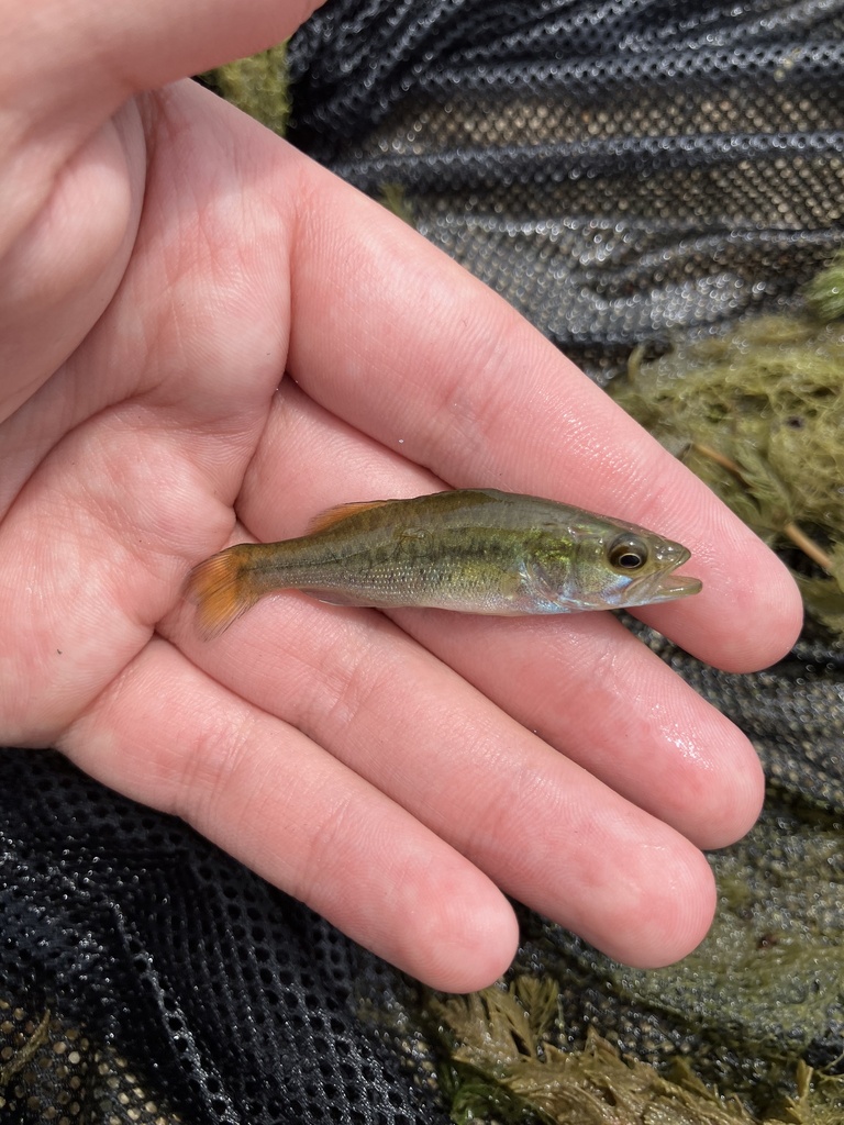 Largemouth Bass from Lake Harriet, Minneapolis, MN, US on July 16, 2024 ...