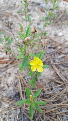 Crocanthemum canadense