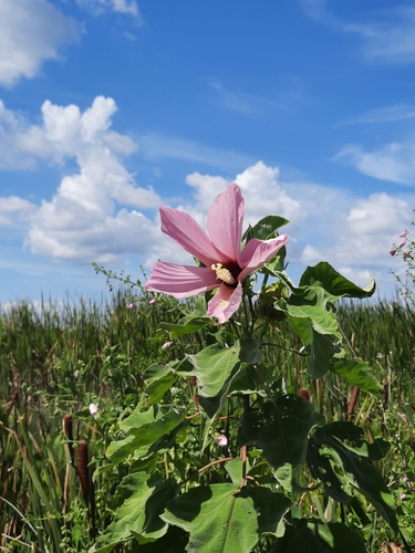 Image of Hibiscus grandiflorus by no rights reserved