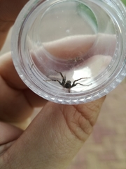 Araneae