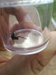 Araneae