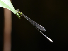 Pseudagrion melanicterum