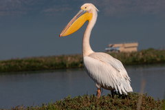 Great White Pelican photo 2