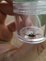 Araneae