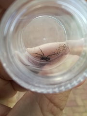Araneae