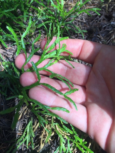 northern ground-cedar