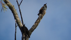 Sturnus vulgaris