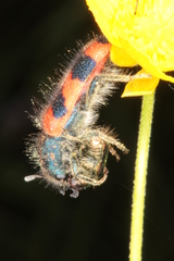 Trichodes favarius