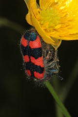 Trichodes favarius