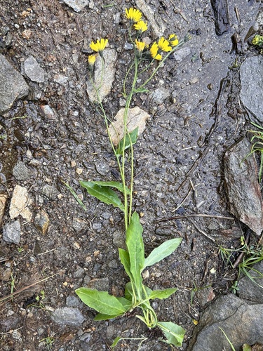 Alpine Hawkweed (Hieracium froelichianum)