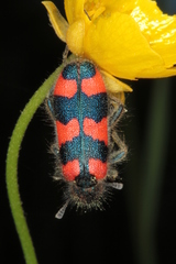 Trichodes favarius