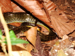 Chironius multiventris