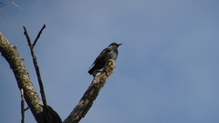 Sturnus vulgaris