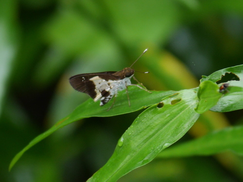 Scarce Dart