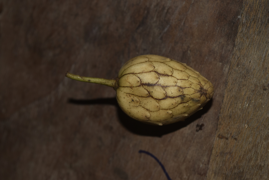 Annona deceptrix