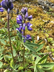 Lupinus arcticus
