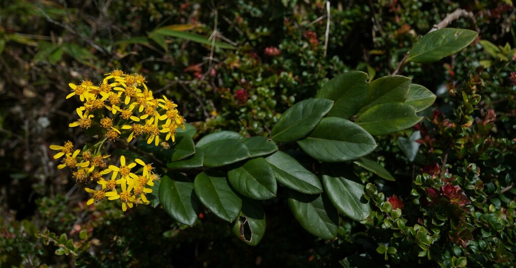 Pentacalia dorrii