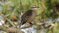 Mimus saturninus