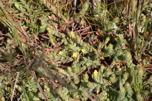 Image of Gnidia humilis by (c) Tony Rebelo, some rights reserved (CC BY-SA)