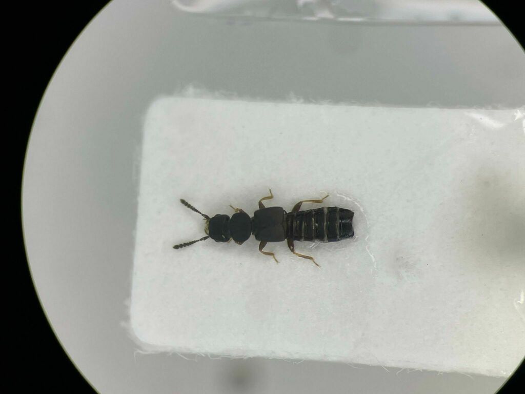 Rove beetle