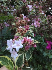 Weigela
