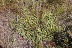 Gnidia humilis