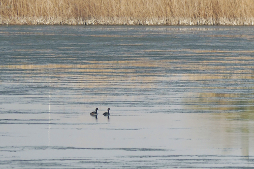 Eared Grebe