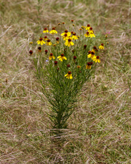 Helenium amarum badium