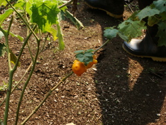 Solanum mammosum