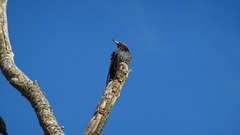 Sturnus vulgaris