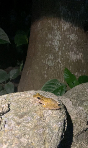 Common Southeast Asian Tree Frog