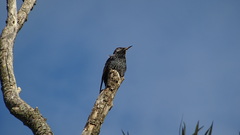Sturnus vulgaris