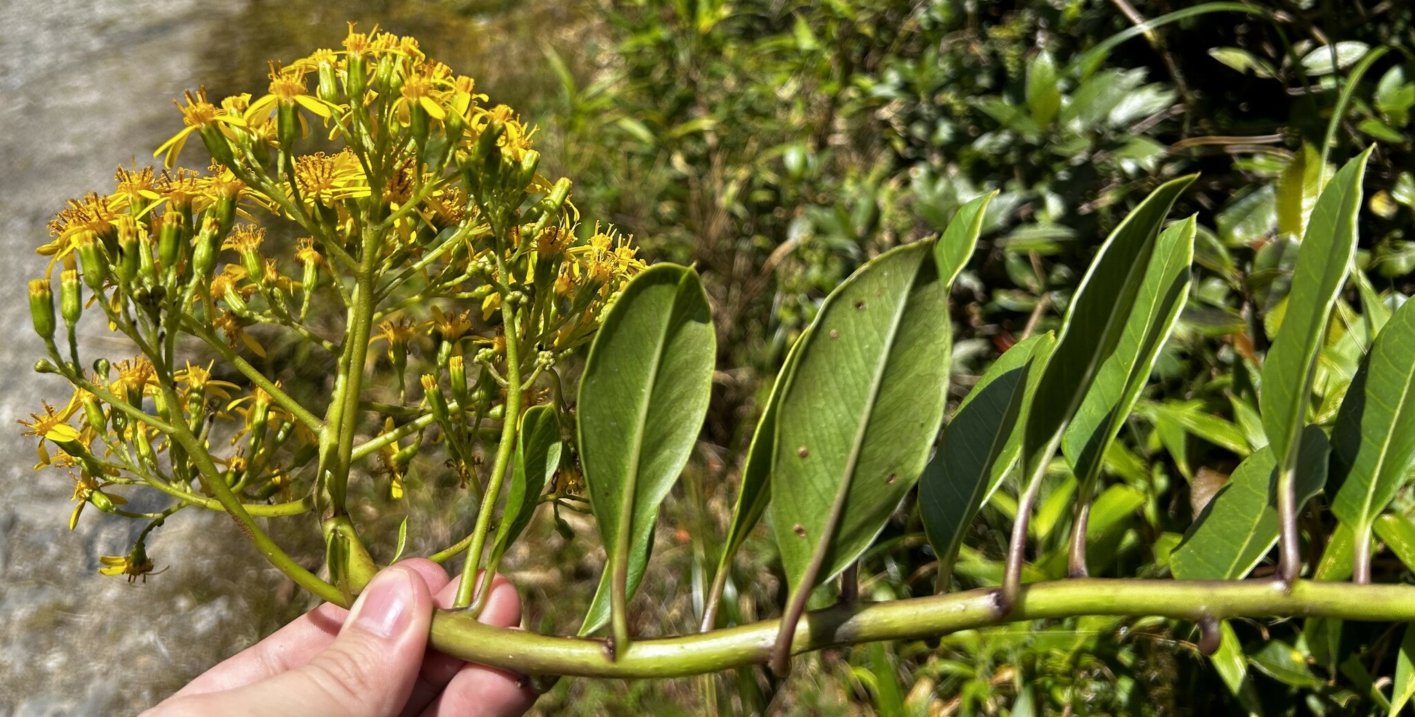 Pentacalia dorrii image