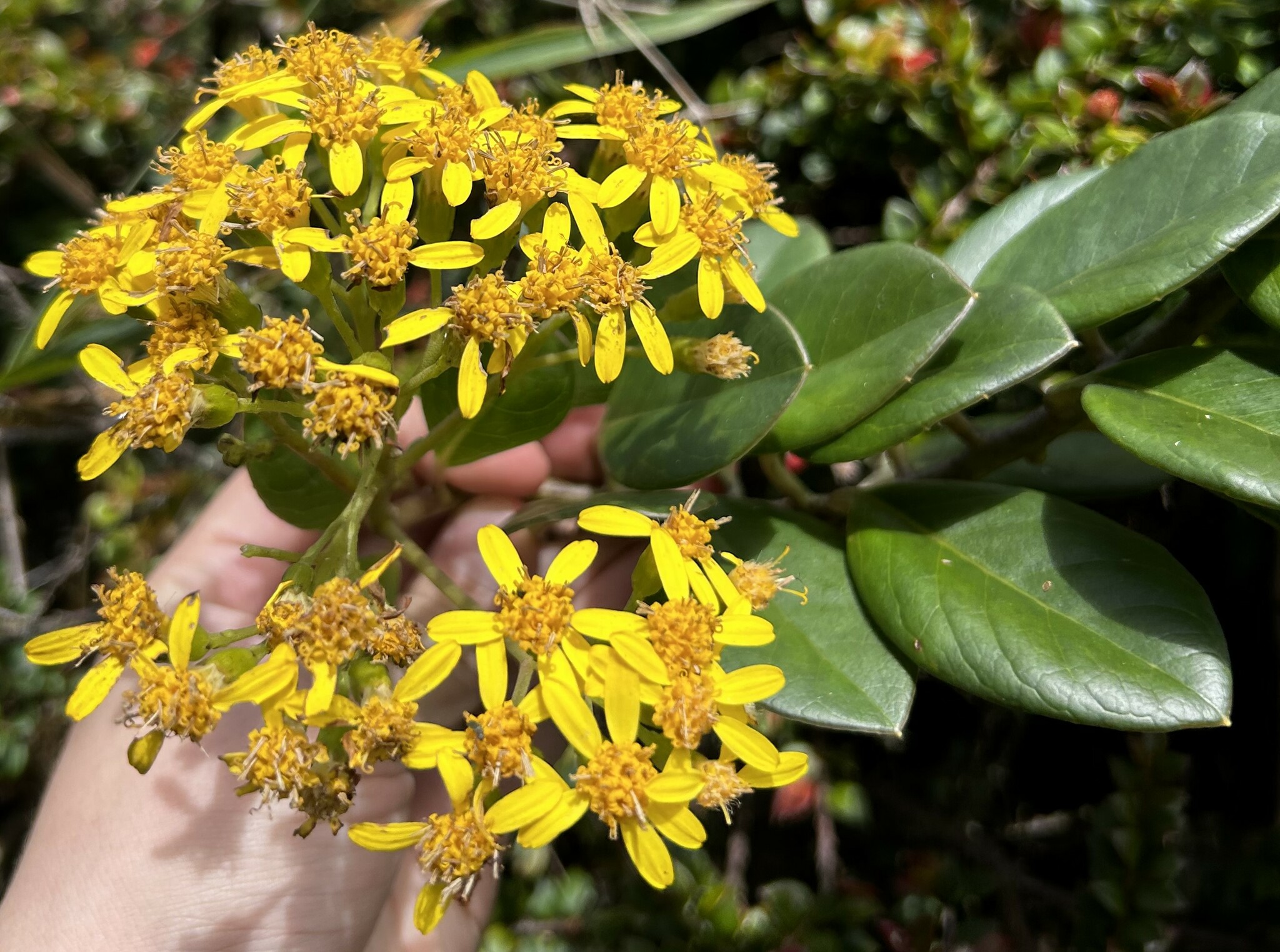 Pentacalia dorrii image